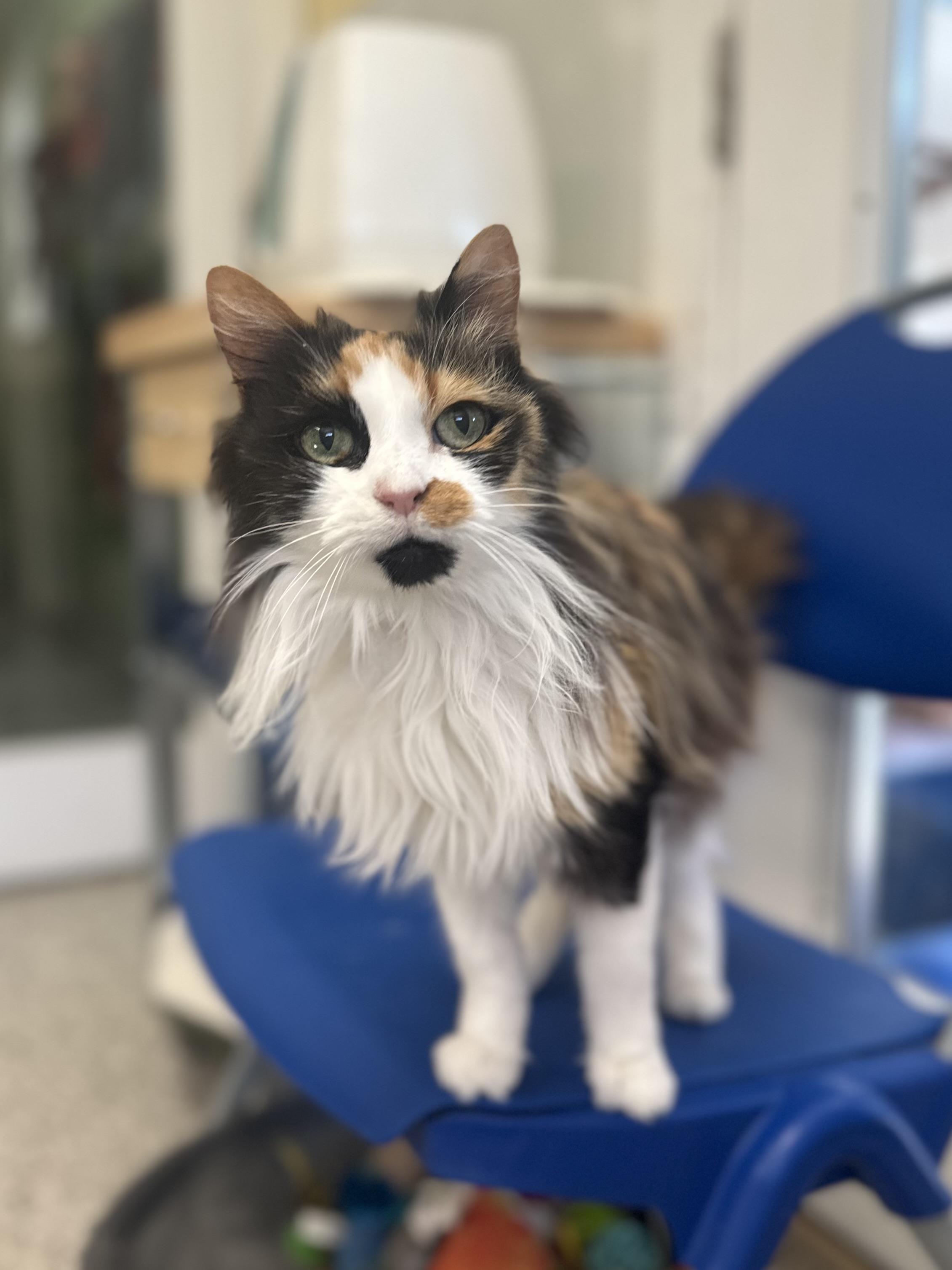 Enlarge Kat Von D, an adopted mixed breed in Chattanooga, TN image 6/6