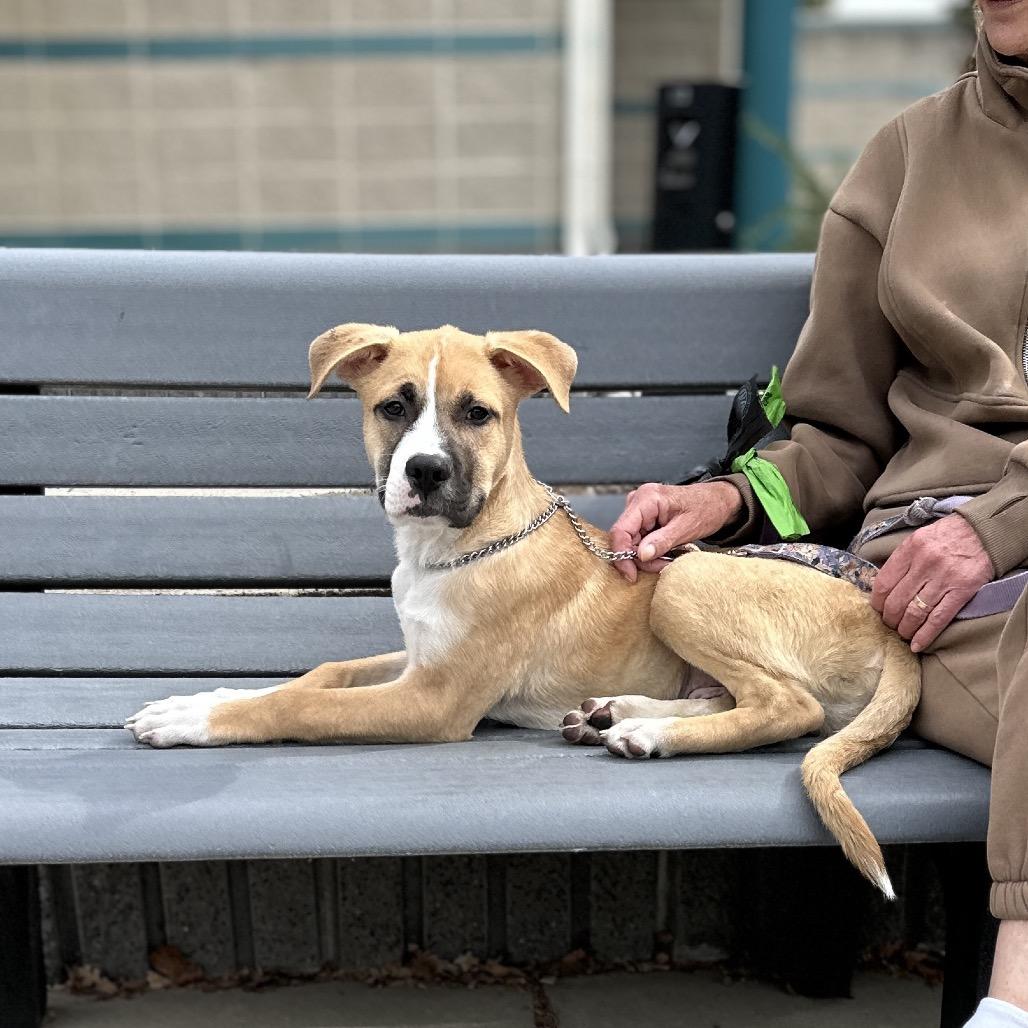 Enlarge Felix, a Adoptable Mixed Breed in Dublin, CA image 5/6