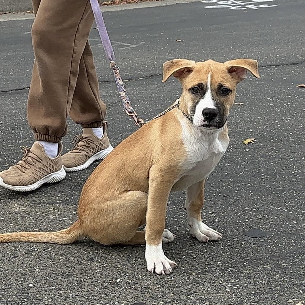 Enlarge Felix, a Adoptable Mixed Breed in Dublin, CA image 2/6