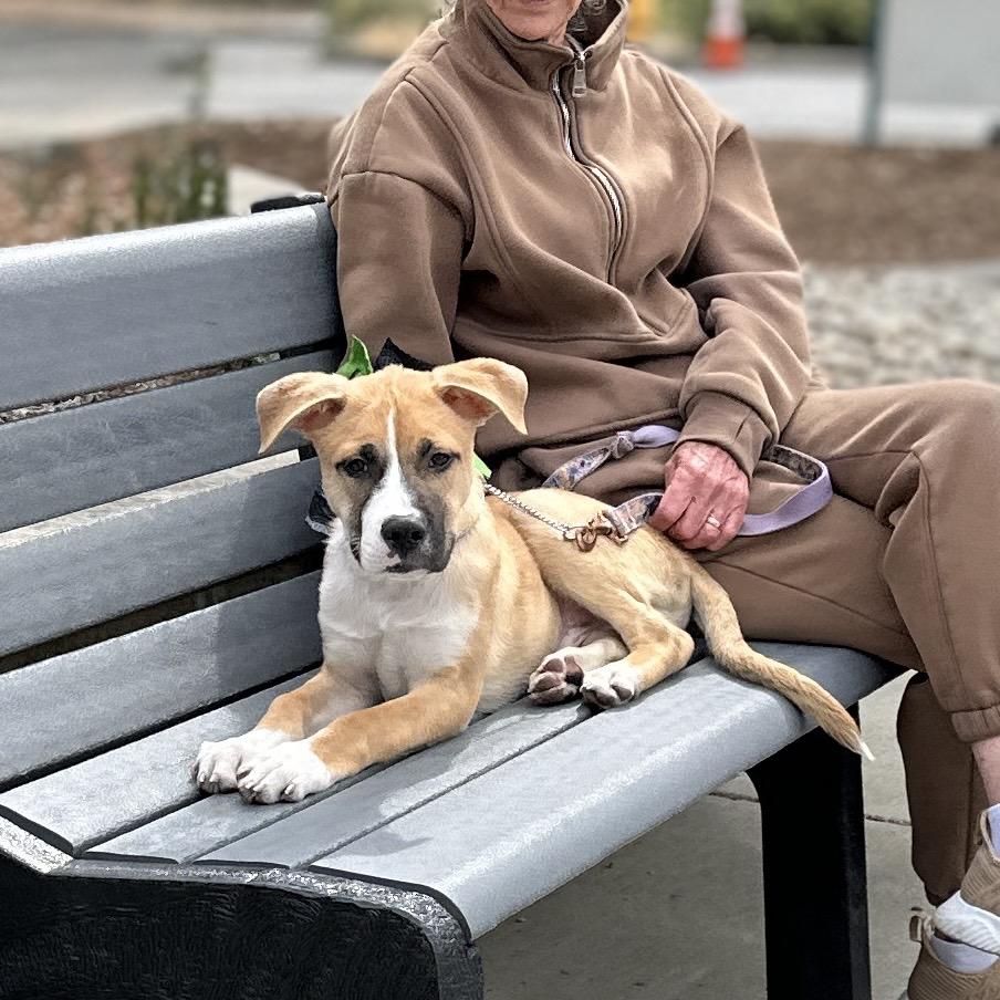 Enlarge Felix, a Adoptable Mixed Breed in Dublin, CA image 4/6