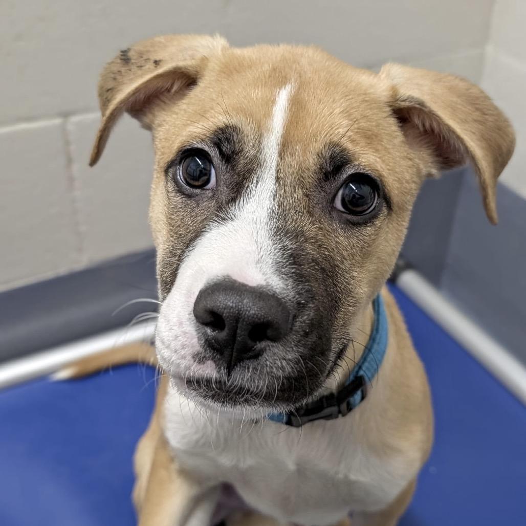 Felix, Adoptable, Puppy Male Mixed Breed.