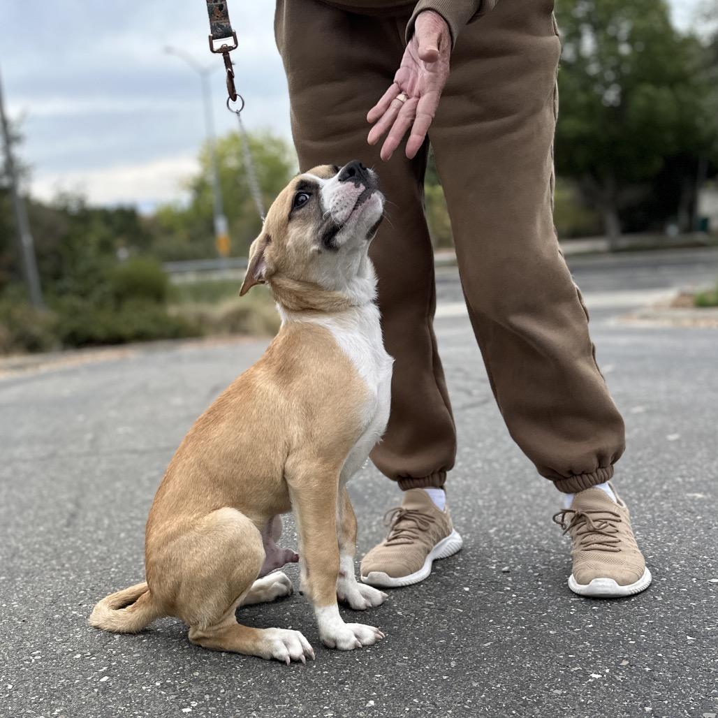 Enlarge Felix, a Adoptable Mixed Breed in Dublin, CA image 3/6