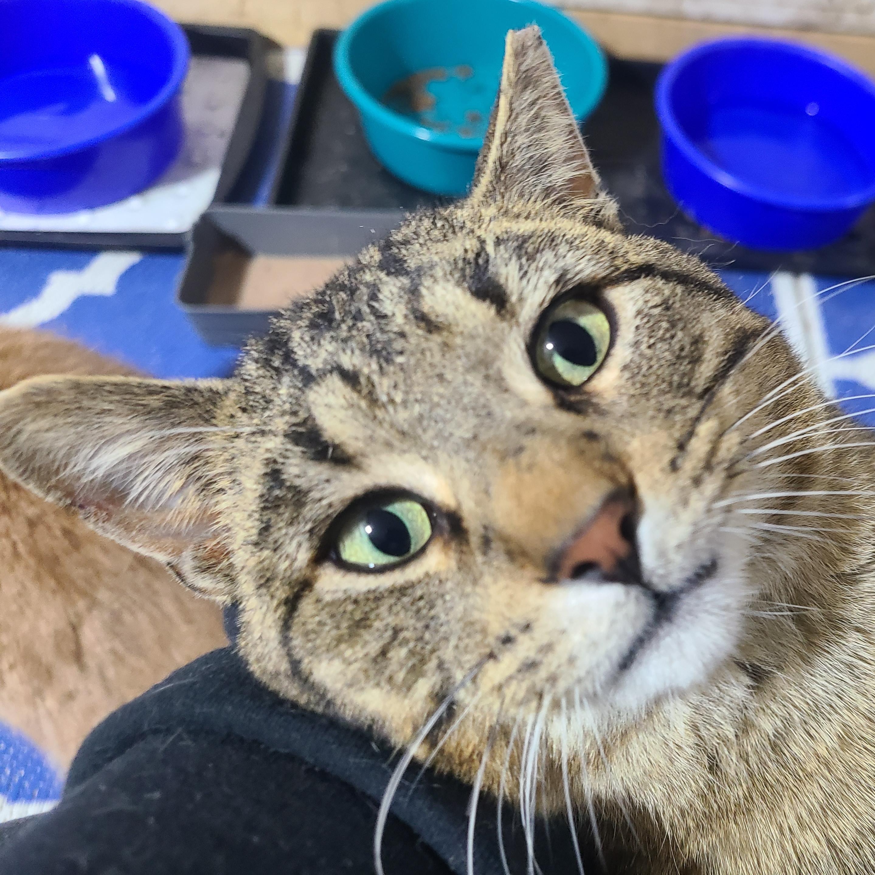 Enlarge DRUMSTICK >>The Barn Cat Who Failed "Feral School"<<, a ADOPTABLE Domestic Short Hair in Barron, WI image 2/4