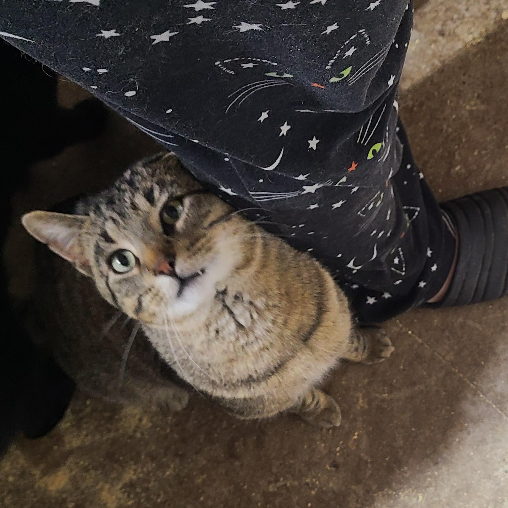 Enlarge DRUMSTICK >>The Barn Cat Who Failed "Feral School"<<, a ADOPTABLE Domestic Short Hair in Barron, WI image 4/4