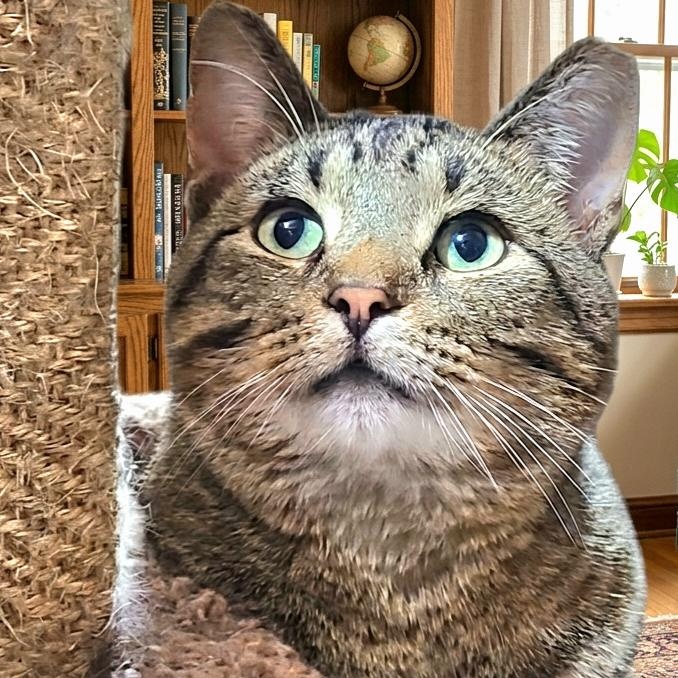 Enlarge DRUMSTICK >>The Barn Cat Who Failed "Feral School"<<, a Adoptable Domestic Short Hair in Barron, WI image 1/5