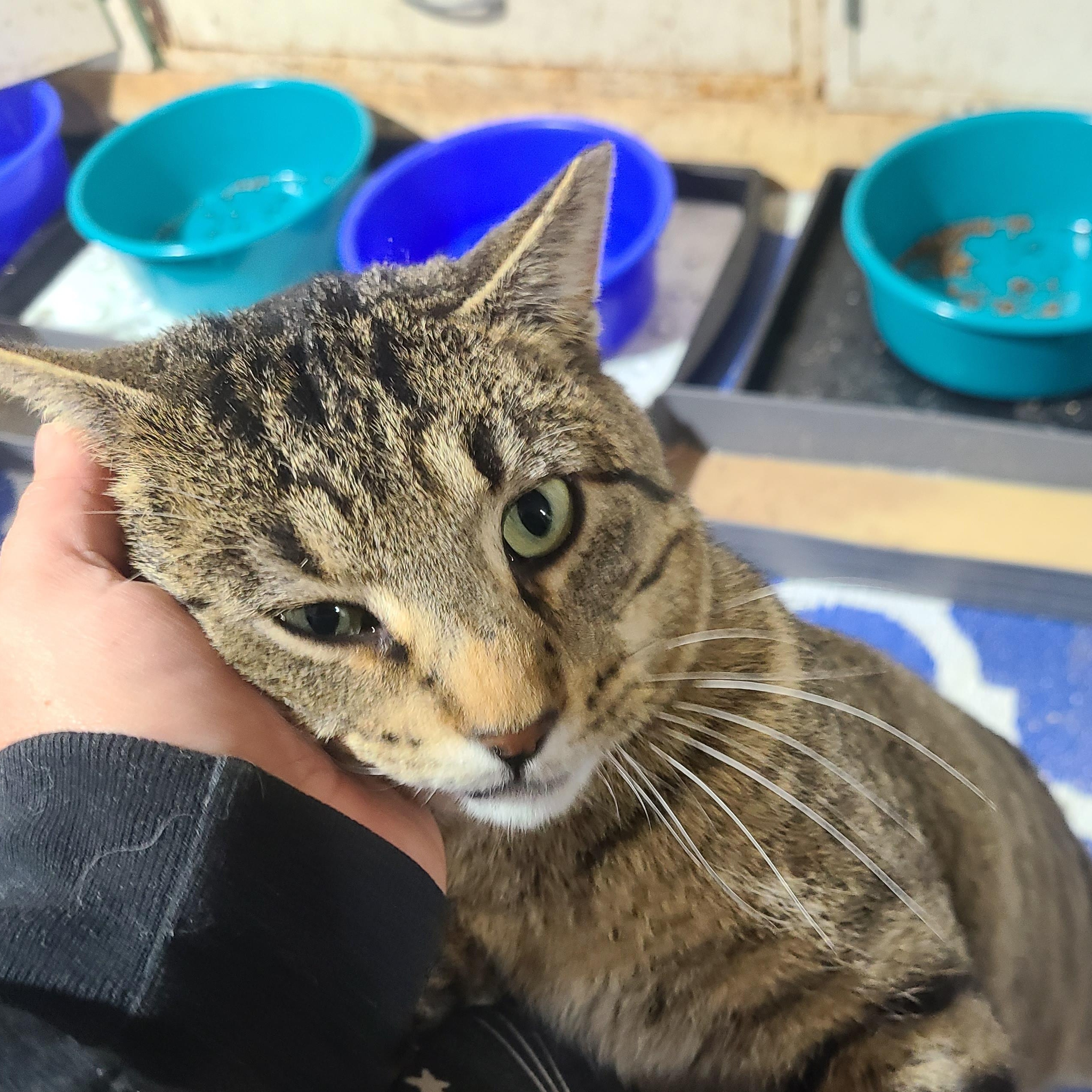 Enlarge DRUMSTICK >>The Barn Cat Who Failed "Feral School"<<, a ADOPTABLE Domestic Short Hair in Barron, WI image 3/4