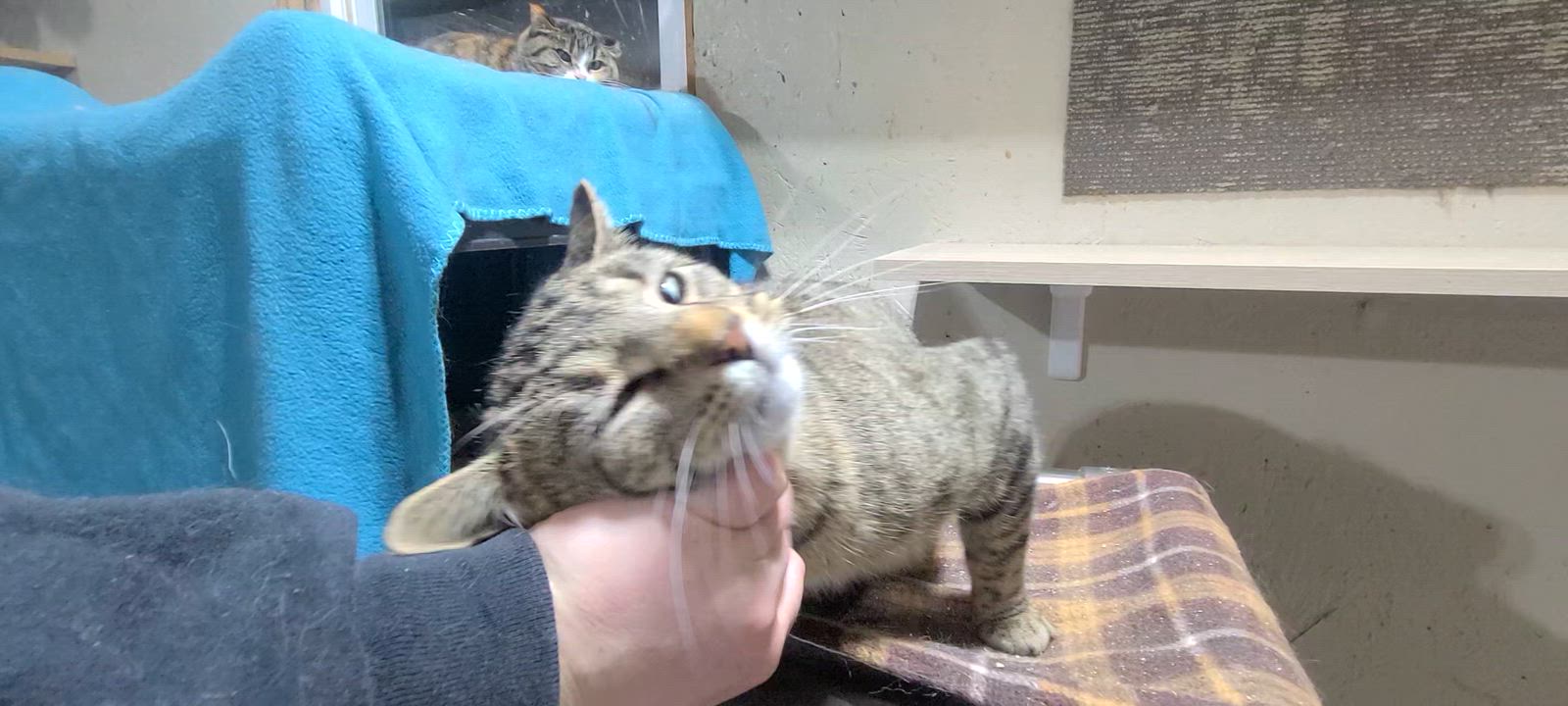 Enlarge DRUMSTICK >>The Barn Cat Who Failed "Feral School"<<, a ADOPTABLE Domestic Short Hair in Barron, WI video 1/4