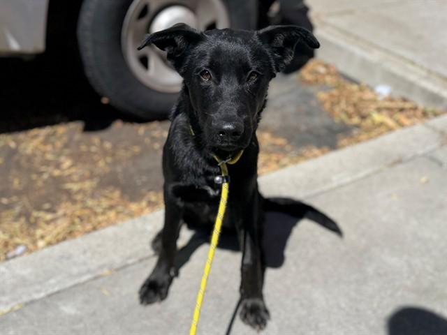 FALCON, Adoptable, Puppy Male German Shepherd Dog.