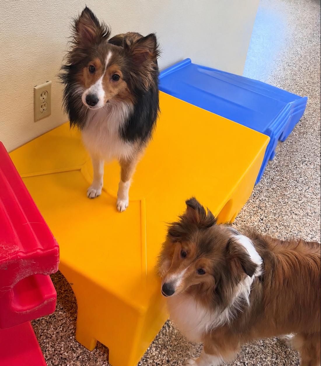 Piper and Paisley (bonded pair), Adoptable, Young Female Shetland Sheepdog / Sheltie.