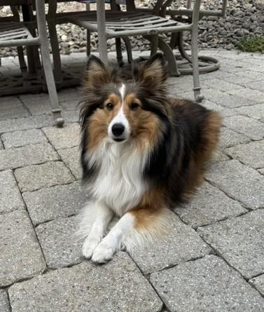 Enlarge Piper and Paisley (bonded pair), a Adoptable Shetland Sheepdog / Sheltie in Portland, ME image 5/5