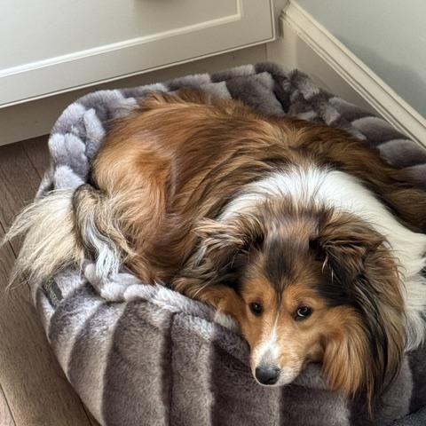 Enlarge Piper and Paisley (bonded pair), a Adoptable Shetland Sheepdog / Sheltie in Portland, ME image 3/5