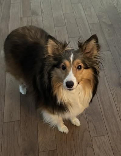 Enlarge Piper and Paisley (bonded pair), a Adoptable Shetland Sheepdog / Sheltie in Portland, ME image 4/5