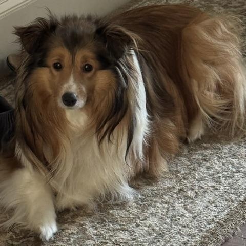Enlarge Piper and Paisley (bonded pair), a Adoptable Shetland Sheepdog / Sheltie in Portland, ME image 2/5