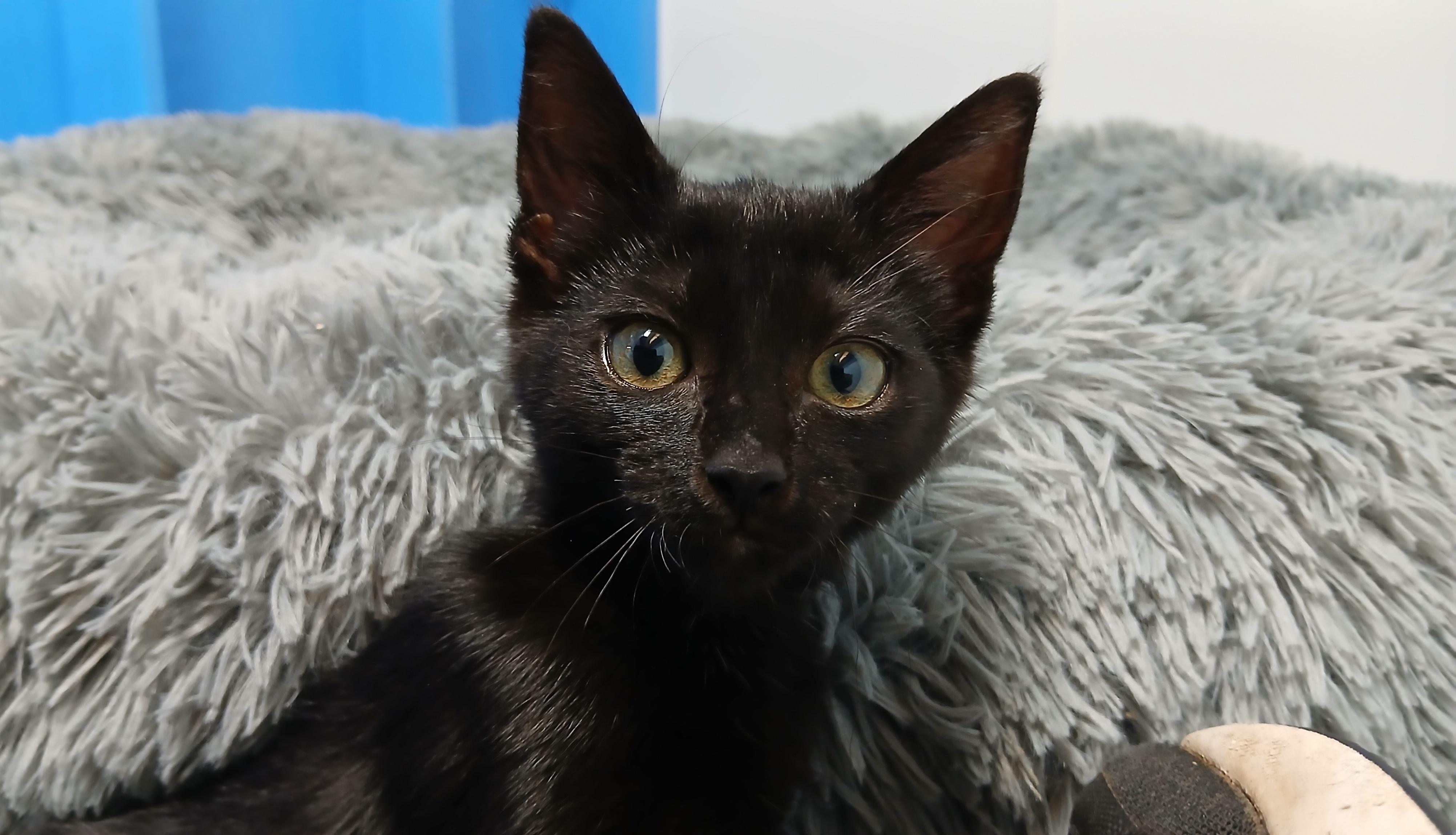 Joan, Adoptable, Kitten Female Domestic Short Hair.
