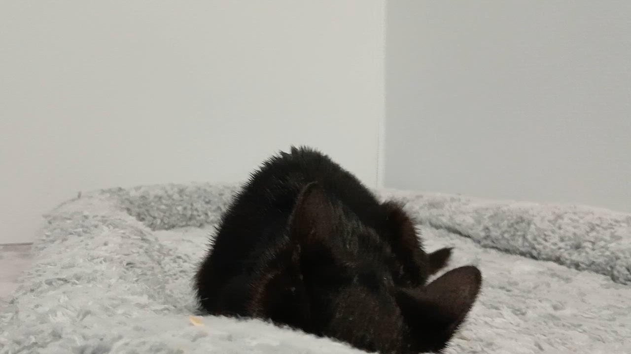Enlarge Joan, a Adoptable Domestic Short Hair in Cullowhee, NC video 2/2