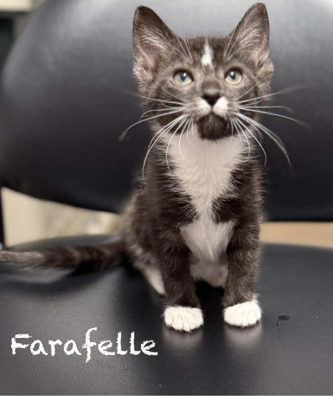 Enlarge Farafelle, an adopted Domestic Short Hair in Pawleys Island, SC image 1/1