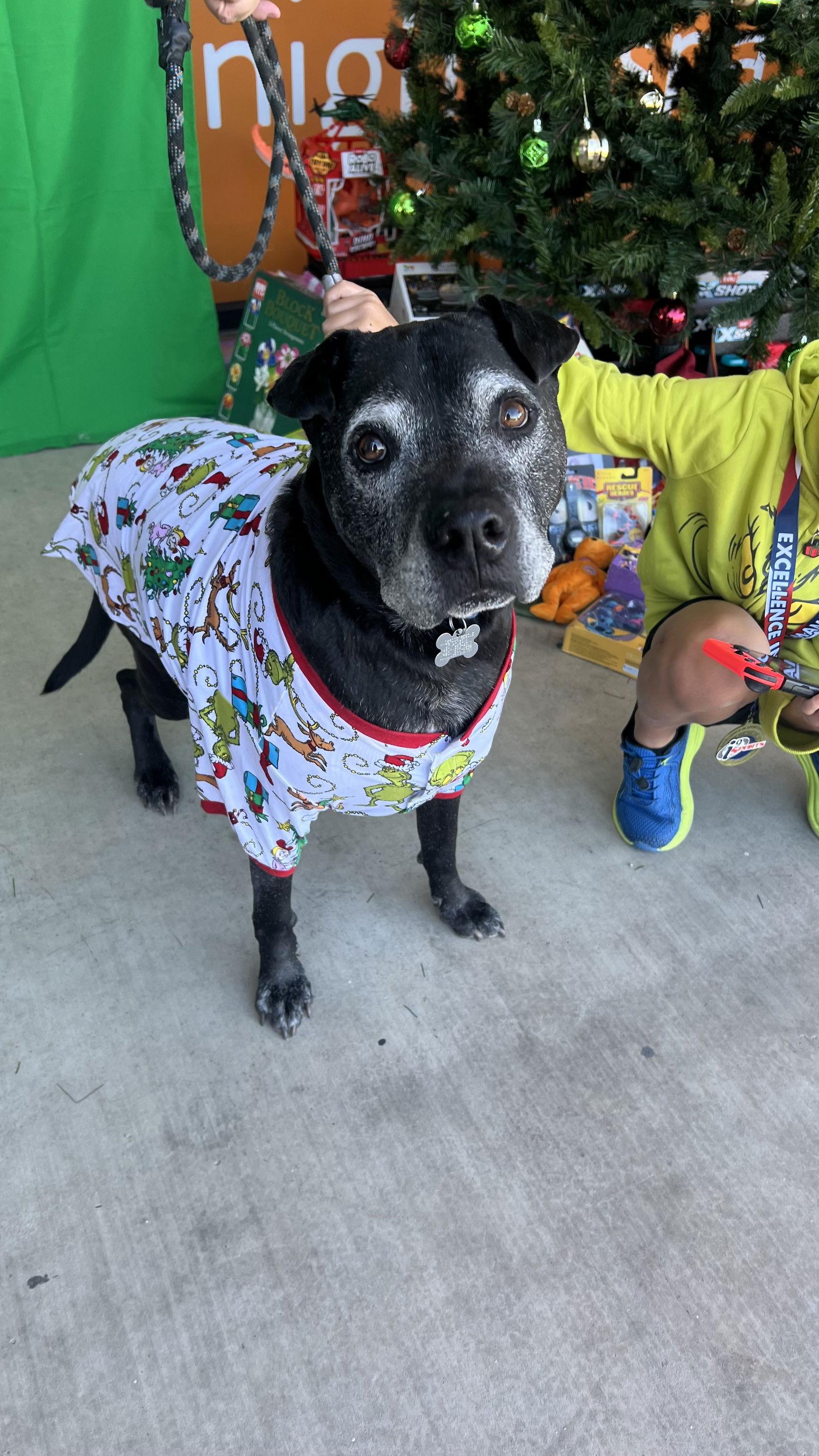 Enlarge THOR #8, a Adoptable mixed breed in Chandler, AZ image 1/3