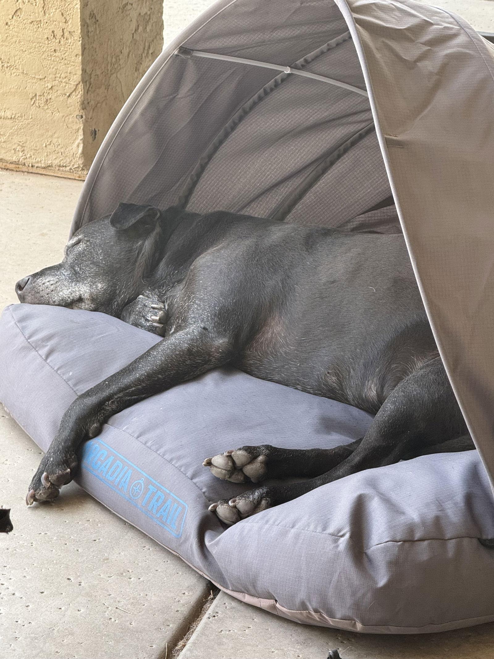 THOR #8, Adoptable, Senior Male Labrador Retriever & Shar-Pei.