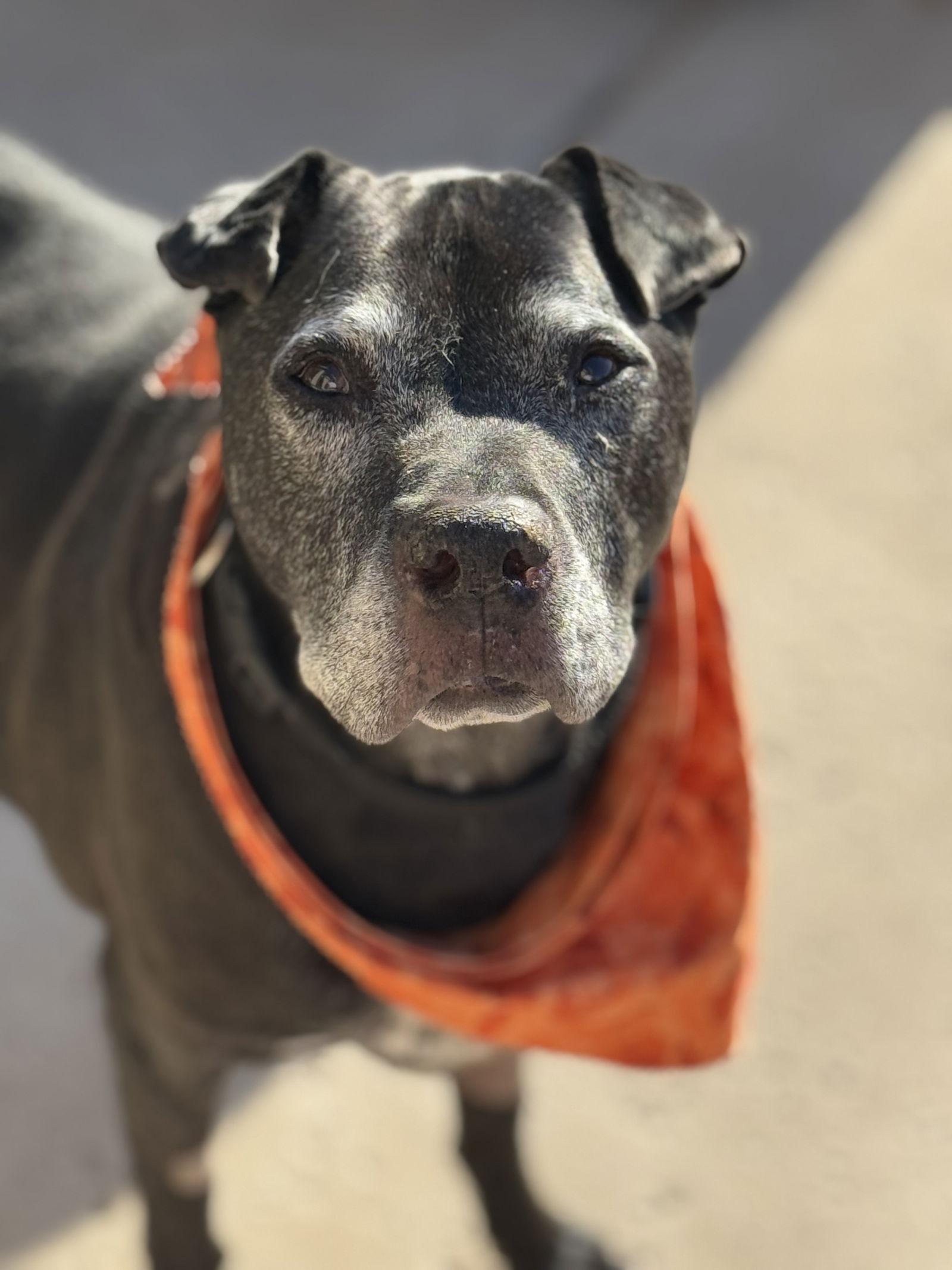 Enlarge THOR #8, a Adoptable mixed breed in Chandler, AZ image 3/3