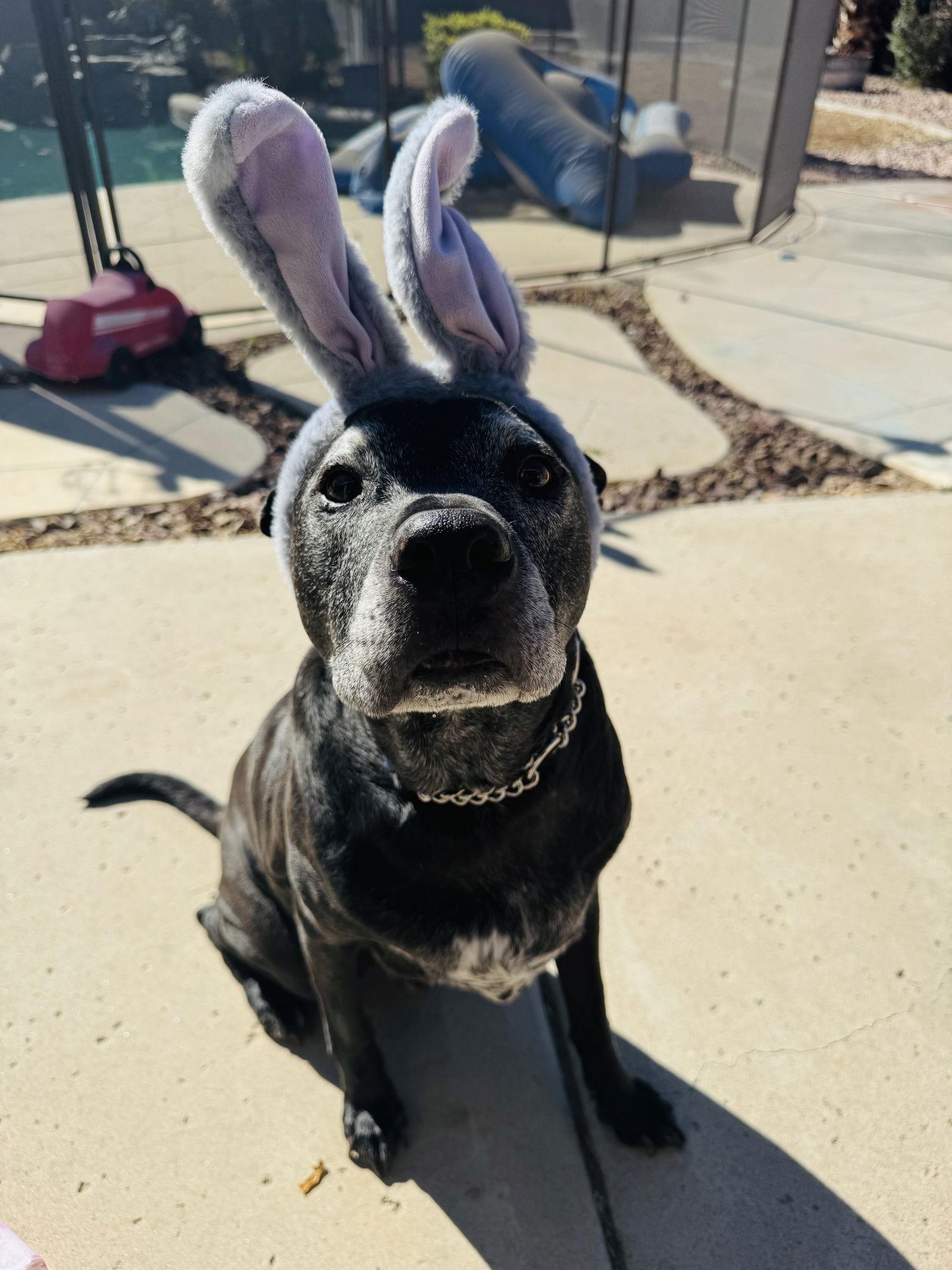 Enlarge THOR #8, a Adoptable mixed breed in Chandler, AZ image 3/3