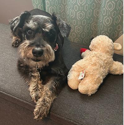 Enlarge Addee, an adoptable Miniature Schnauzer in Miamisburg, OH image 5/5
