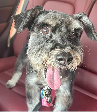 Enlarge Addee, an adoptable Miniature Schnauzer in Miamisburg, OH image 2/5