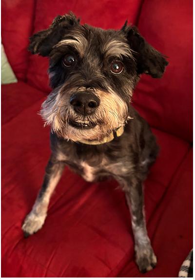 Addee, Adoptable, Senior Female Miniature Schnauzer.