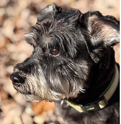 Addee, a Adoptable Miniature Schnauzer in Miamisburg, OH image 2/5