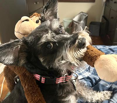Enlarge Addee, an adoptable Miniature Schnauzer in Miamisburg, OH image 3/5