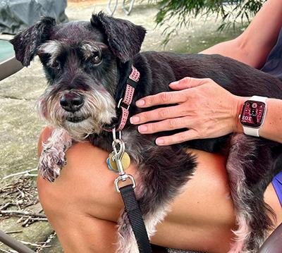 Enlarge Addee, an adoptable Miniature Schnauzer in Miamisburg, OH image 4/5