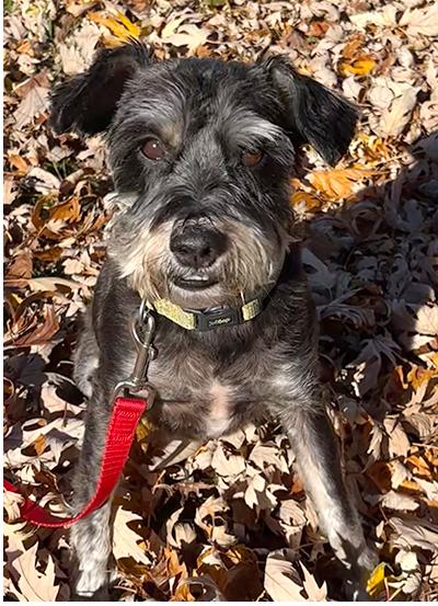 Addee, a Adoptable Miniature Schnauzer in Miamisburg, OH image 3/5