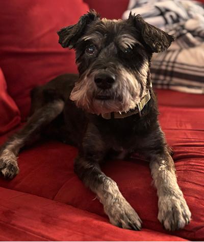 Addee, a Adoptable Miniature Schnauzer in Miamisburg, OH image 4/5