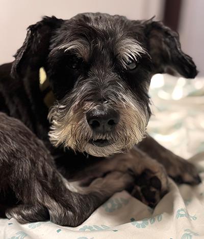 Addee, a Adoptable Miniature Schnauzer in Miamisburg, OH image 5/5