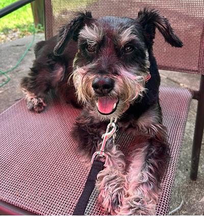 Addee, adoptable, Senior Female Miniature Schnauzer.