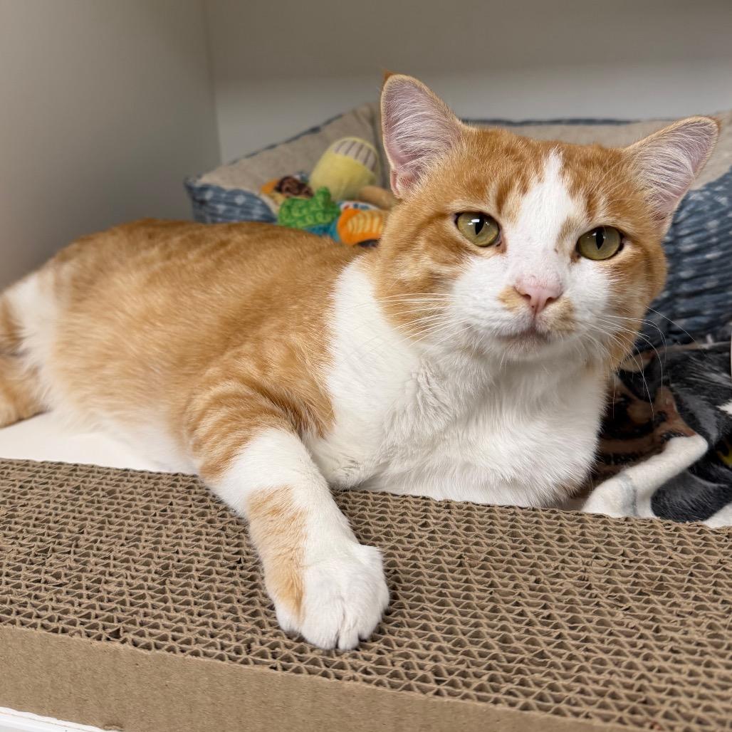 Toad, Adoptable, Adult Male Domestic Short Hair.