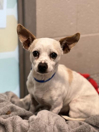 Enlarge Crouton, a ADOPTABLE mixed breed in Sacramento, CA image 4/4