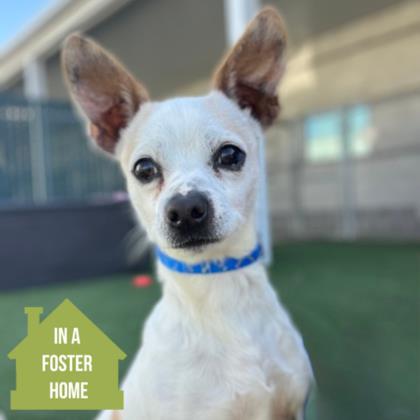 Crouton, ADOPTABLE, Senior Male Chihuahua.