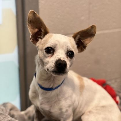 Enlarge Crouton, a ADOPTABLE mixed breed in Sacramento, CA image 3/4