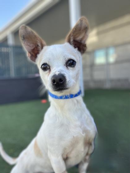 Enlarge Crouton, a ADOPTABLE mixed breed in Sacramento, CA image 2/4