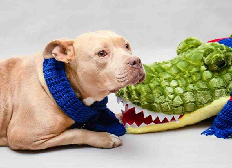 Lucky, adopted, Young Female Terrier.