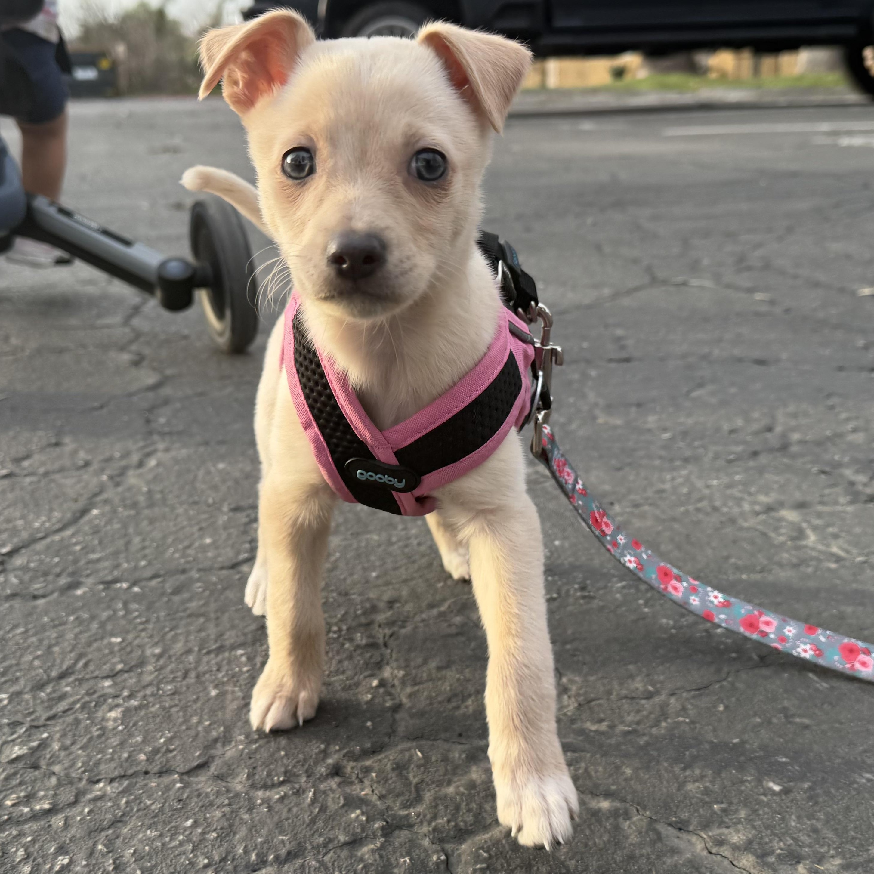 Ms. Itty bitty Mila, an adopted mixed breed in Ridgefield, WA image 4/6