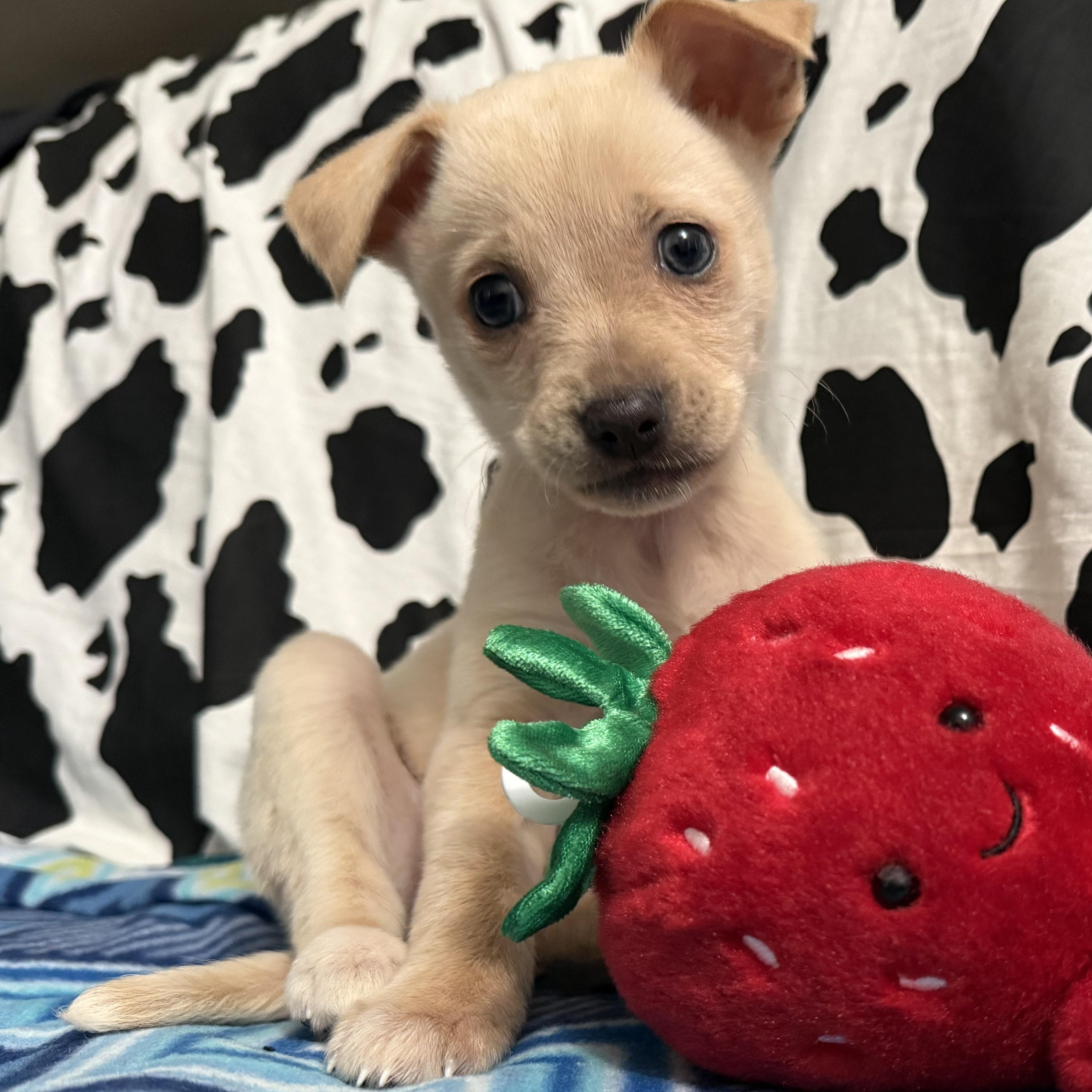 Ms. Itty bitty Mila, an adopted mixed breed in Ridgefield, WA image 1/6