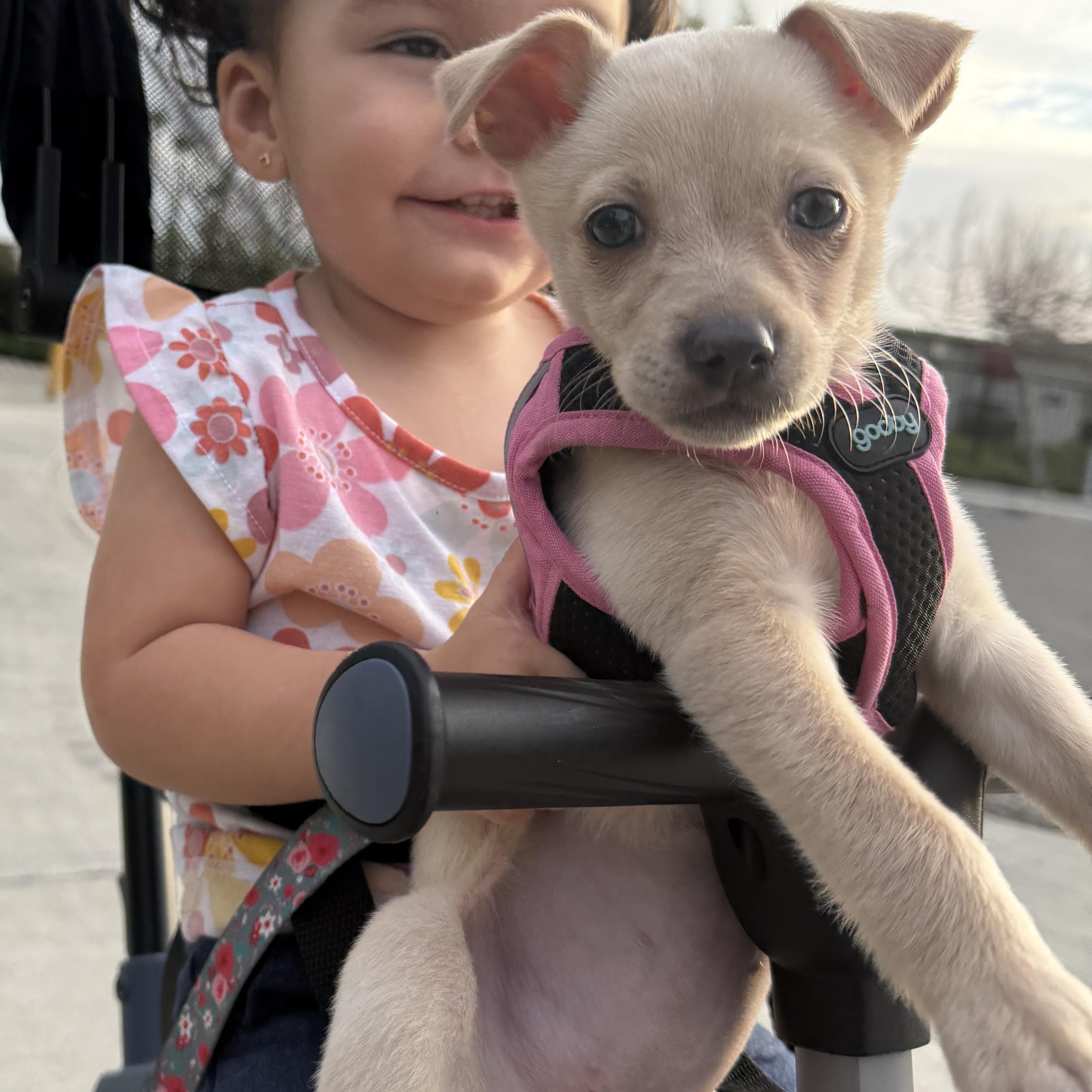 Ms. Itty bitty Mila, an adopted mixed breed in Ridgefield, WA image 5/6