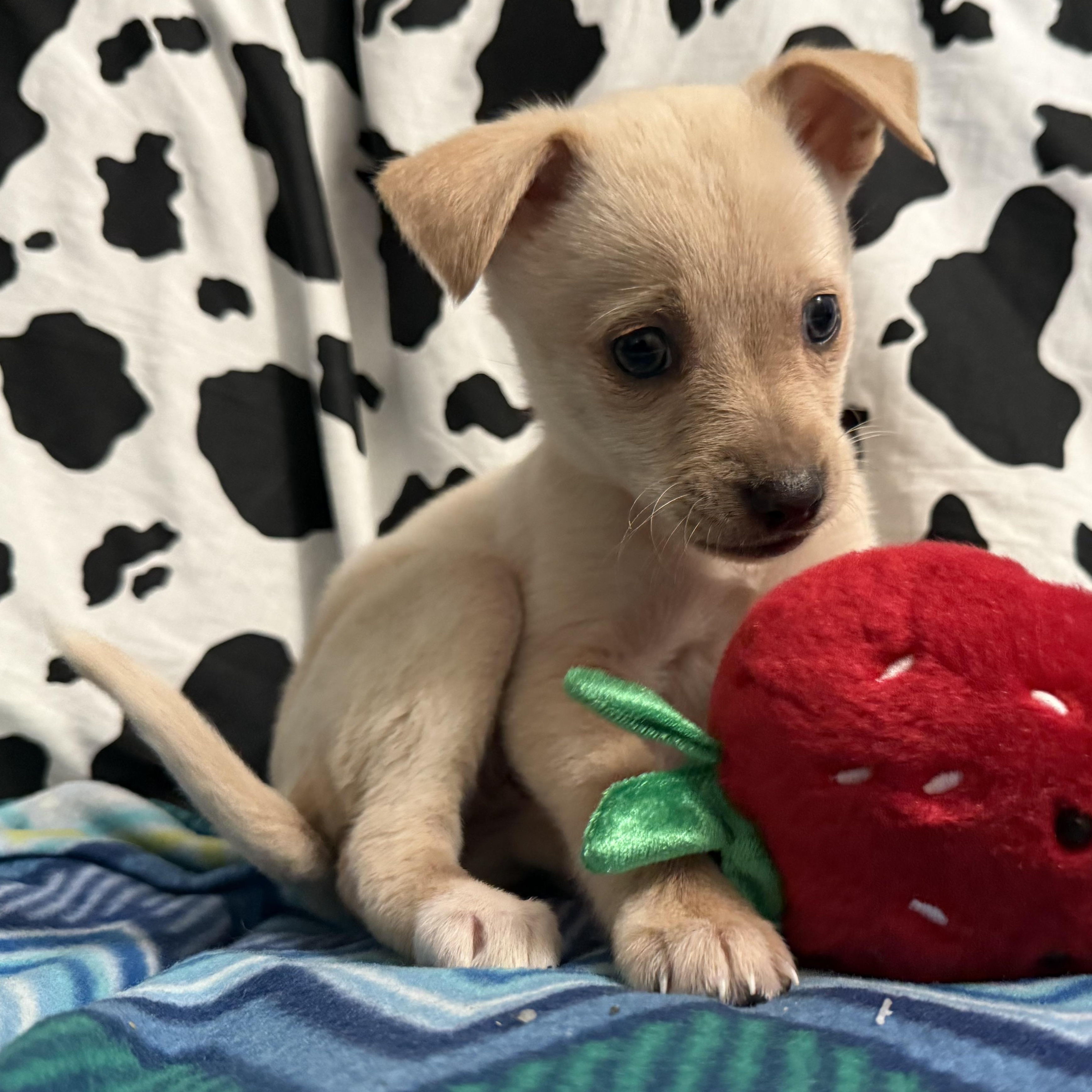 Ms. Itty bitty Mila, an adopted mixed breed in Ridgefield, WA image 2/6