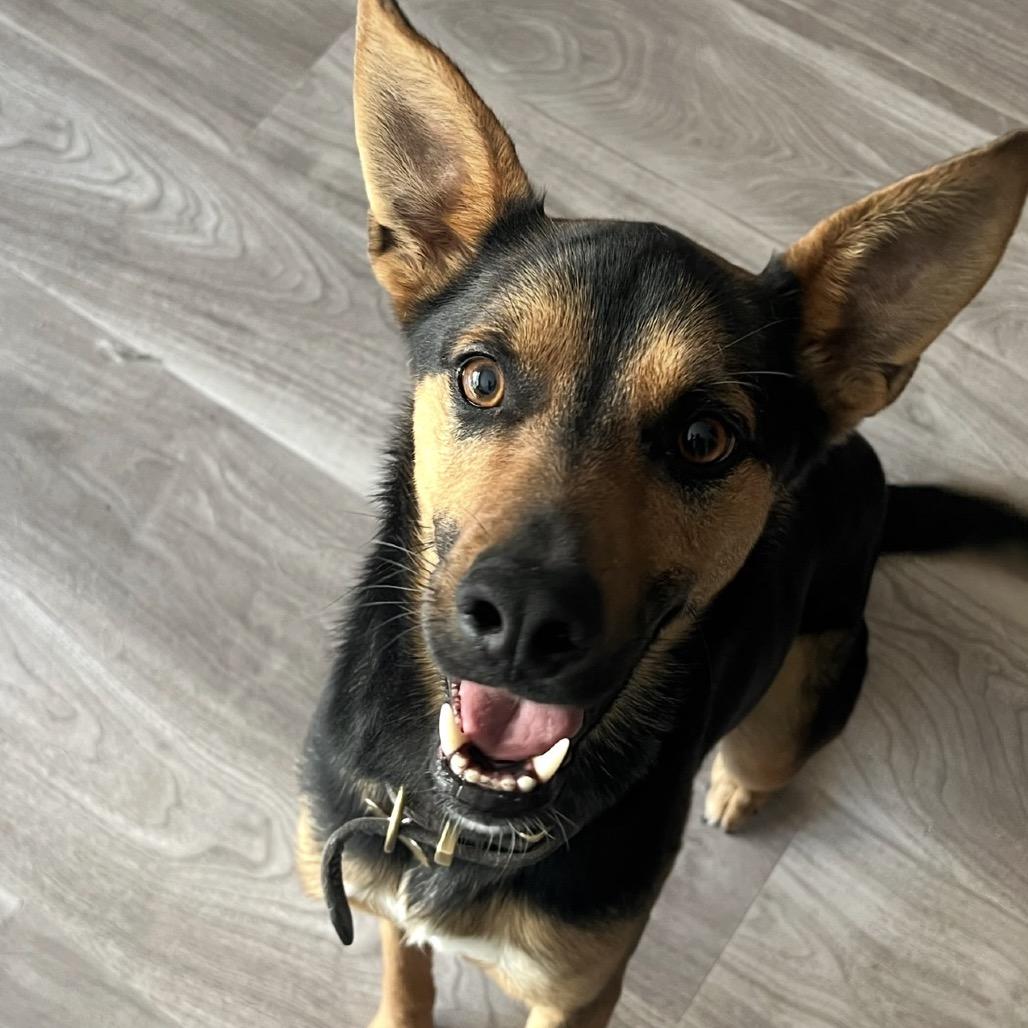 Enlarge Jackson, a Adoptable Shepherd in Lakehead, CA image 2/5