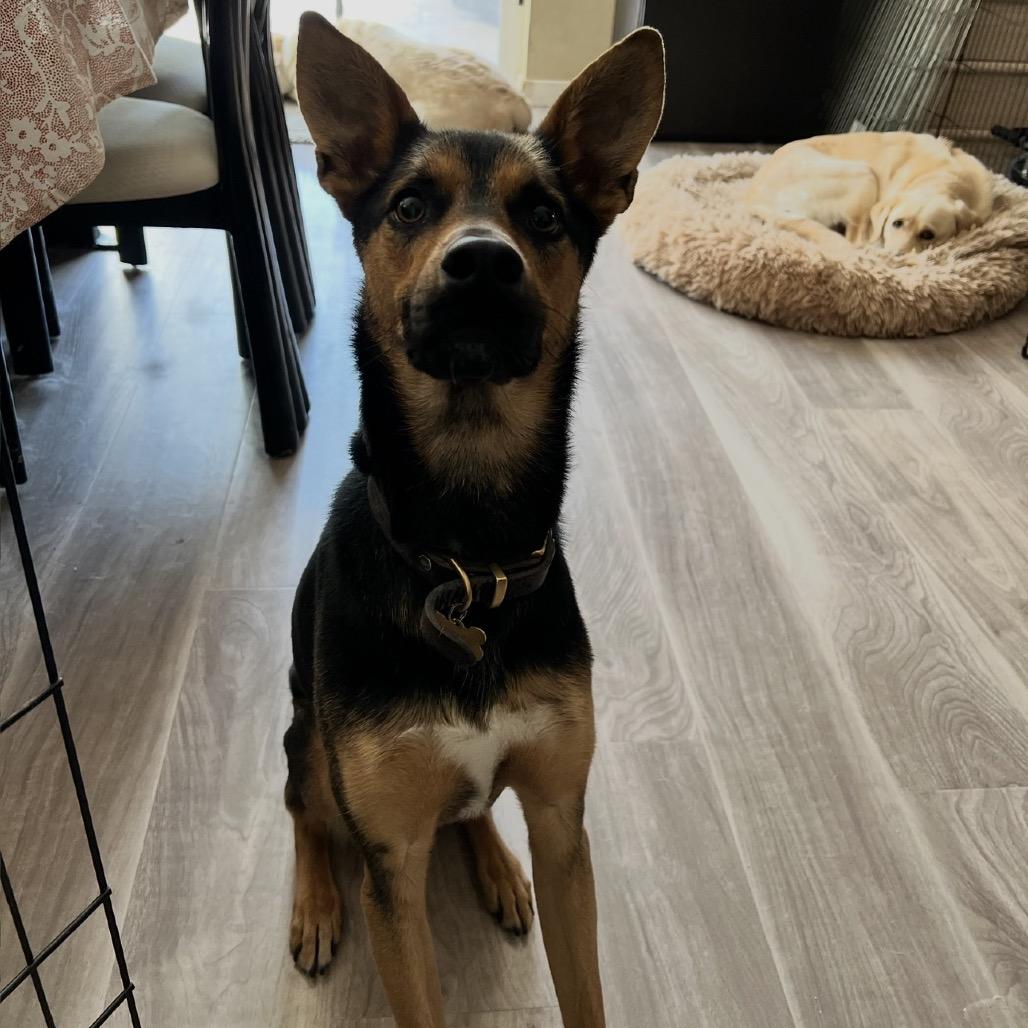Enlarge Jackson, a Adoptable Shepherd in Lakehead, CA image 3/5