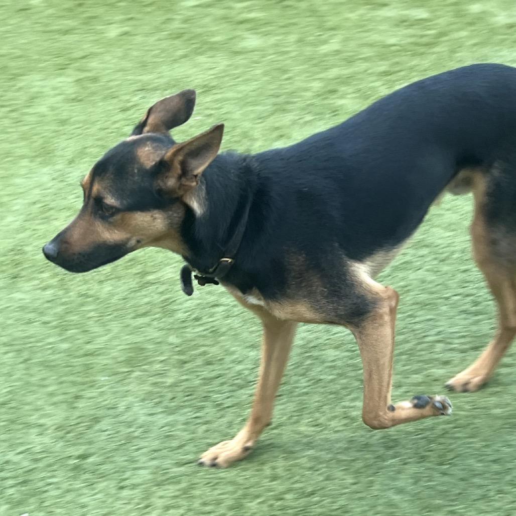 Enlarge Jackson, a Adoptable Shepherd in Lakehead, CA image 5/5