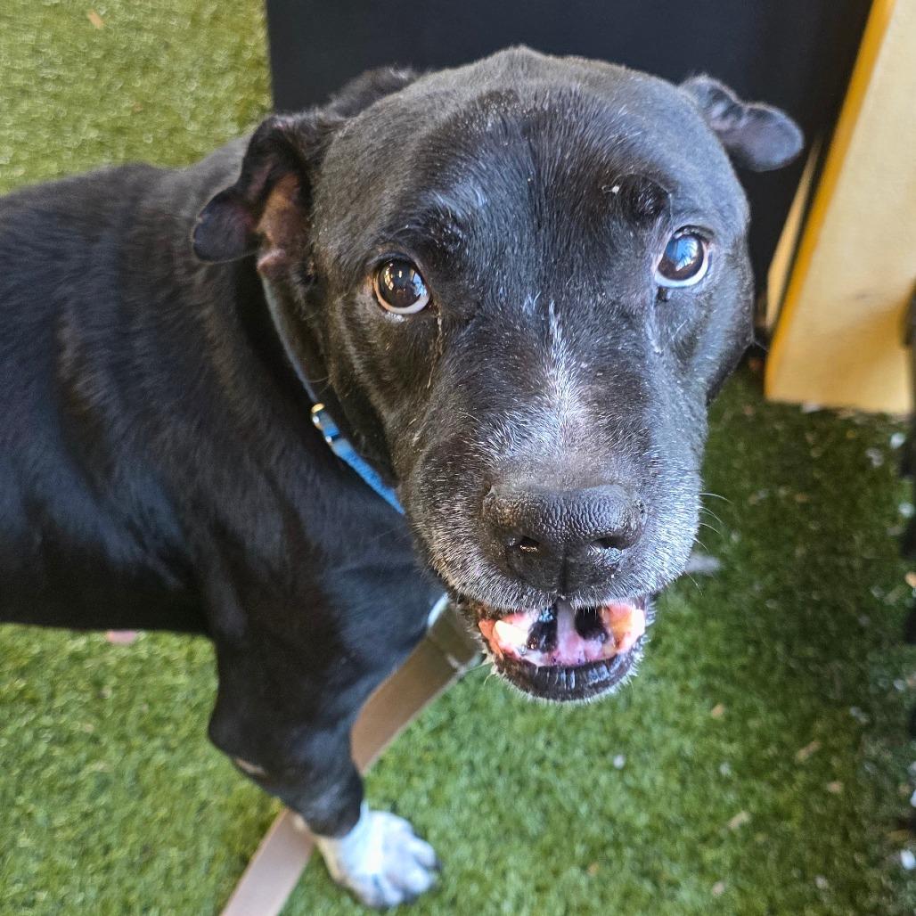 Enlarge Blue, a Adoptable Mixed Breed in West Palm Beach, FL image 1/6
