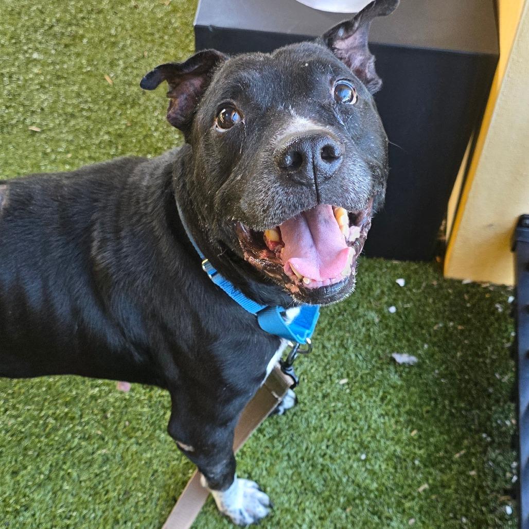 Blue, Adoptable, Senior Male Mixed Breed.
