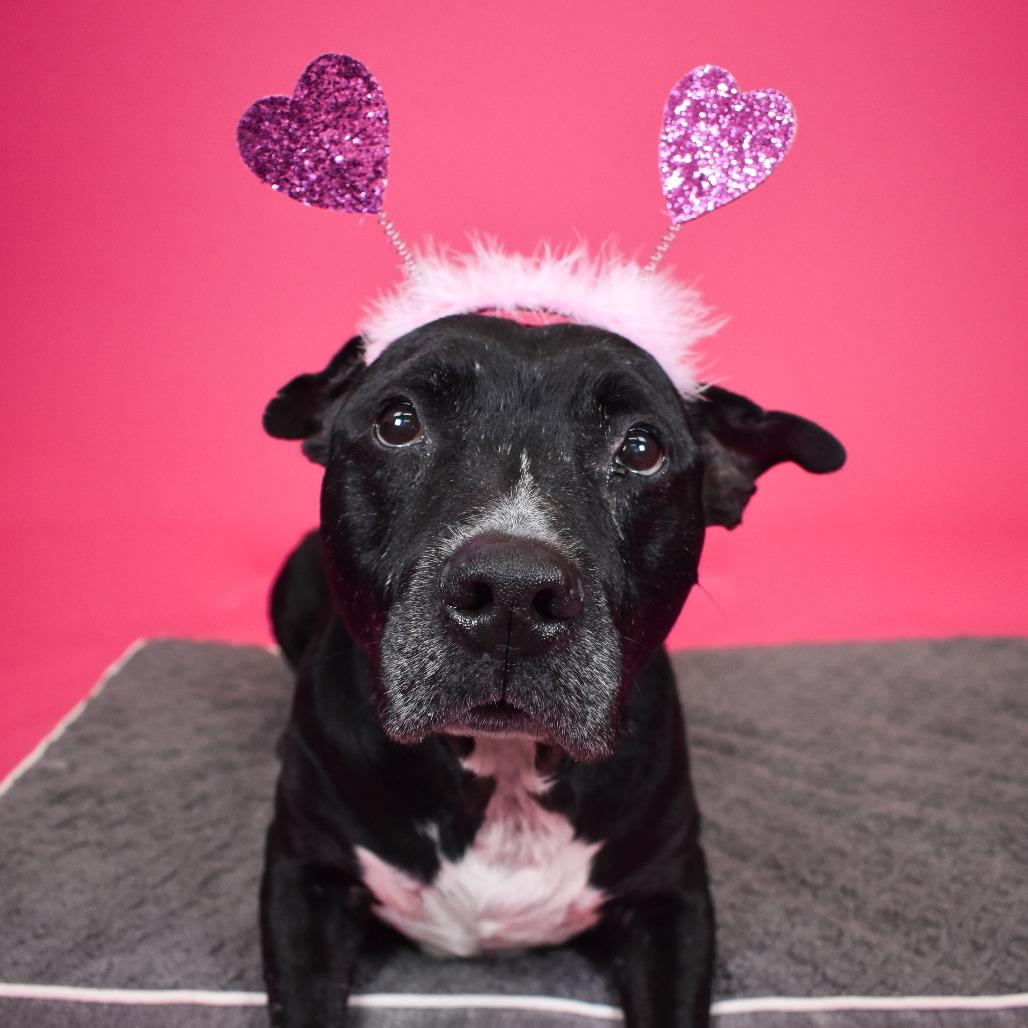 Blue, a Adoptable Mixed Breed in West Palm Beach, FL image 2/6